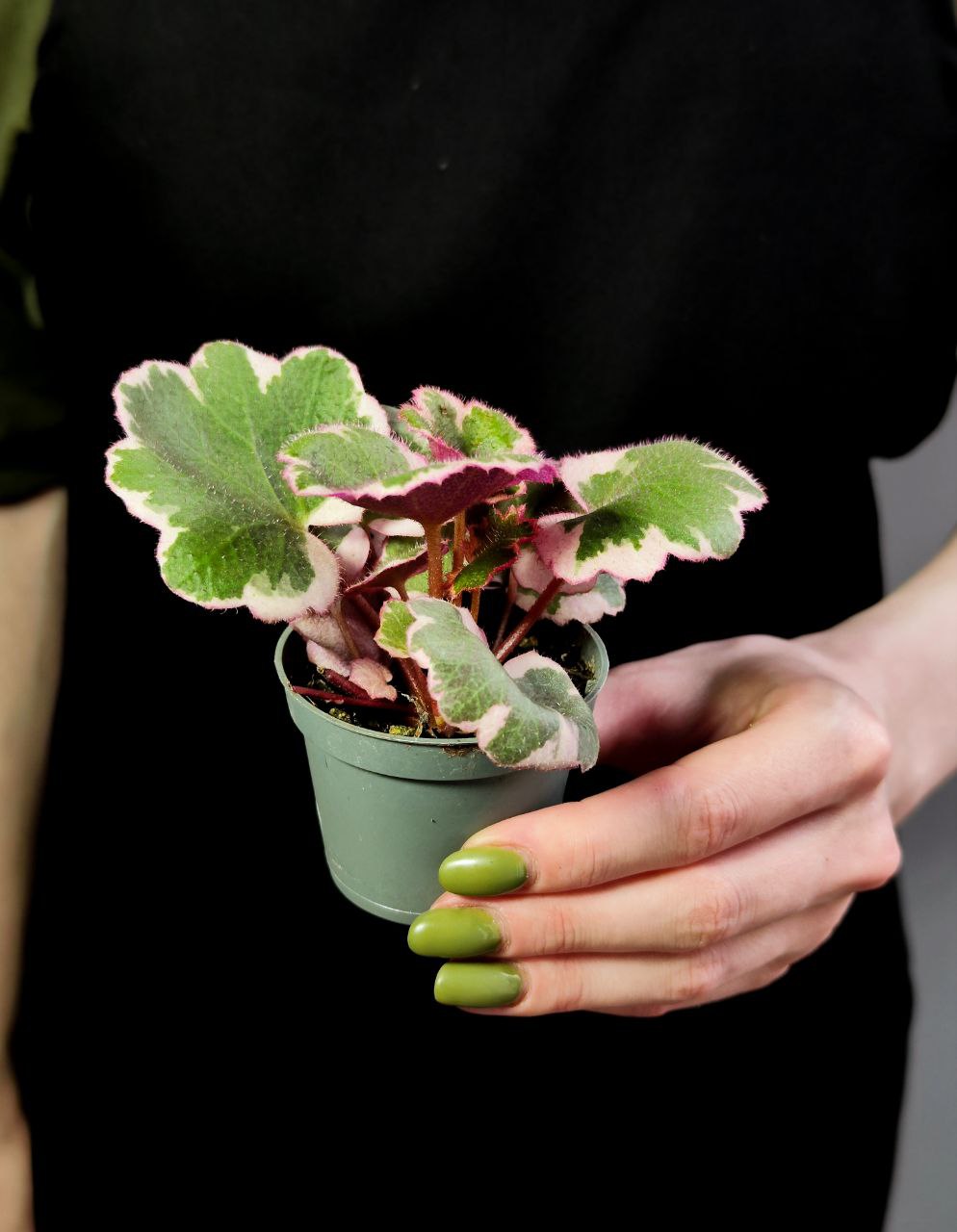 Саксифрага, Камнеломка Плетеносная Вариегатная (Saxifraga Variegata) D6см