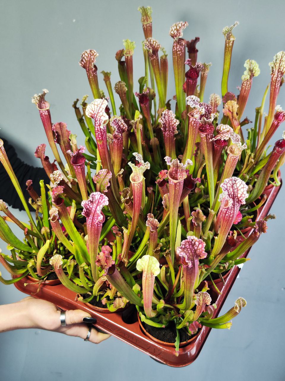 Саррацения Стивенси (Sarracenia Stevensii) D9см
