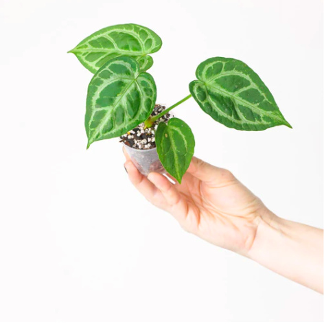 Антуриум Сильвер Блаш (Anthurium Silver Blush) D6см