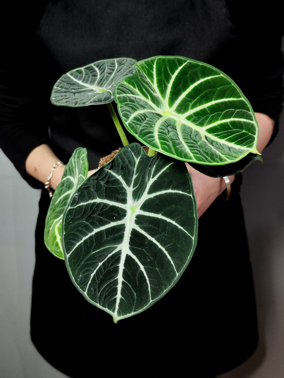 Алоказия Ниндзя (Alocasia Ninja) D11см
