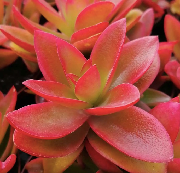 Крассула Капителла Кэмпфайер Ред (Crassula Capitella Campfire Red) D5см