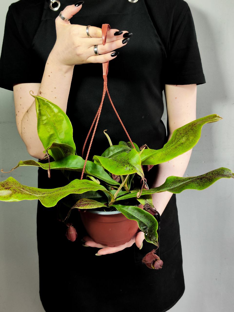 Непентес Ампулярия Красная (Nepenthes Ampullaria Red) D14см