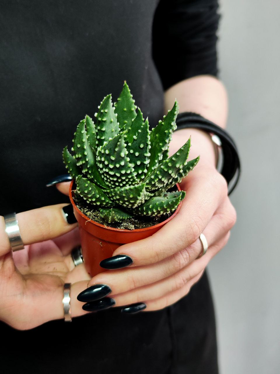 Хавортия Жемчужная (Haworthia Margaritifera) D5см