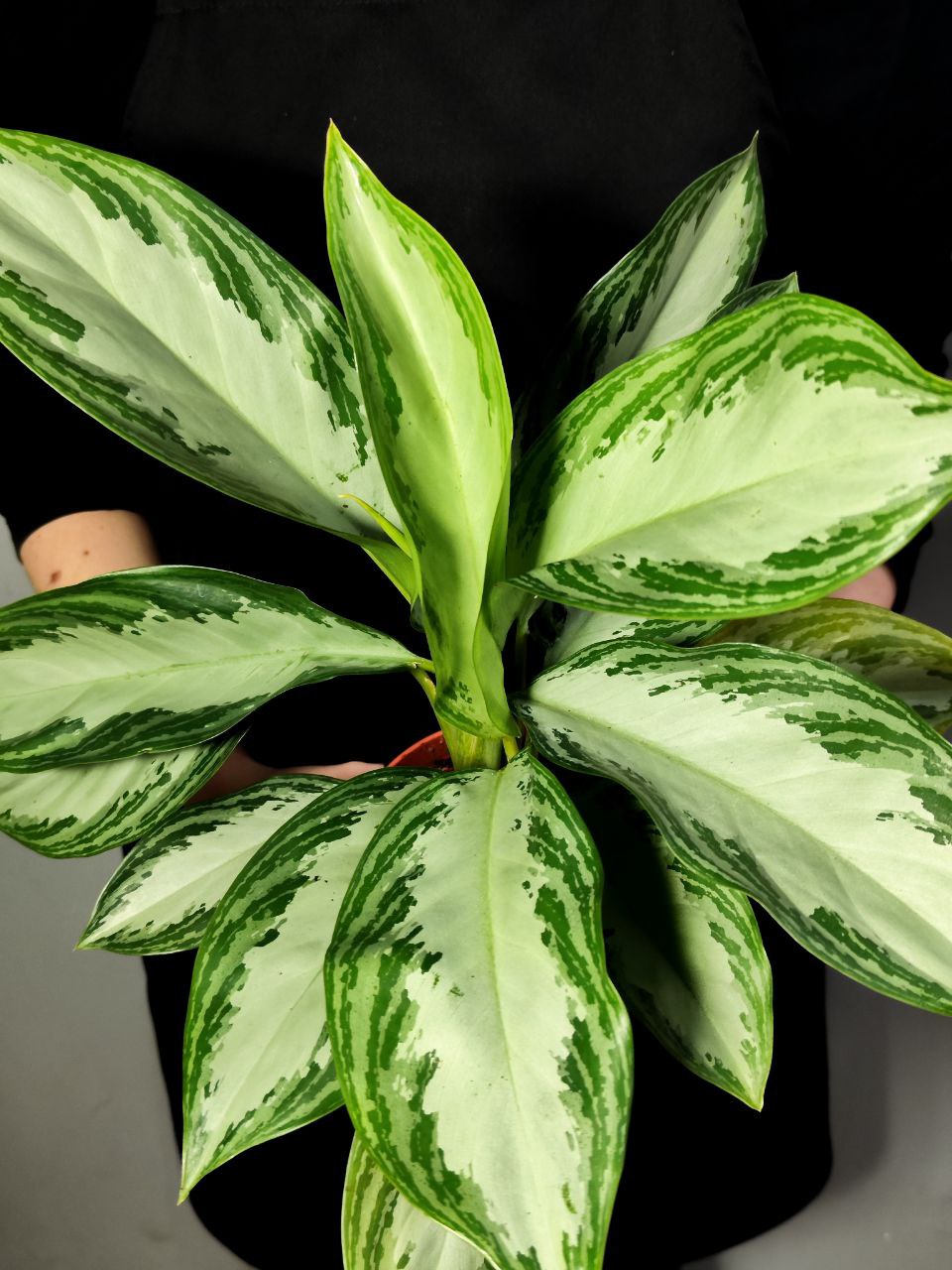 Аглаонема Сильвер Бей (Aglaonema Silver Bay) D12см
