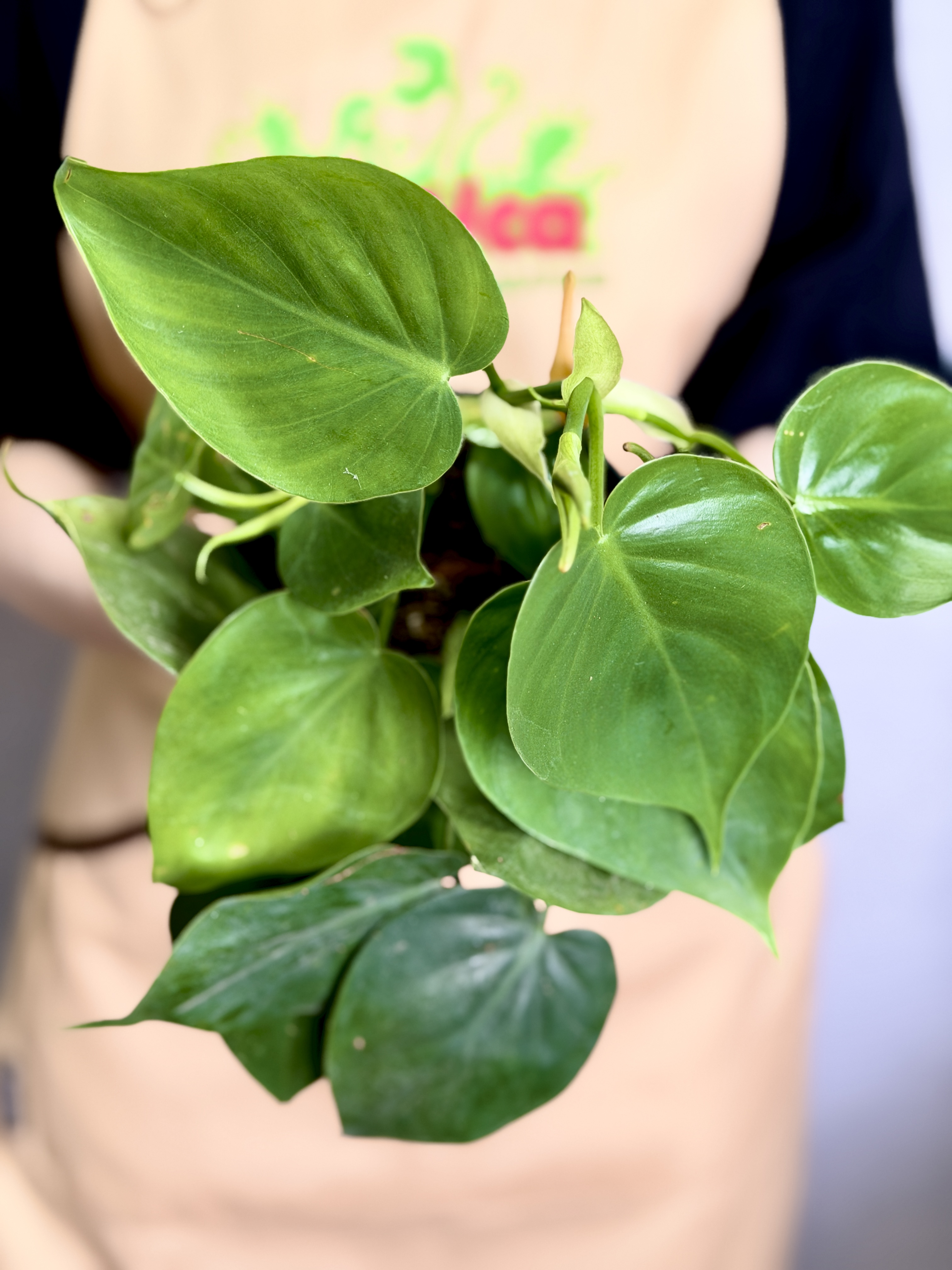 Филодендрон Сканденс Зелёный, или Сердцелистный Зеленый (Philodendron Scandens Green) D12см