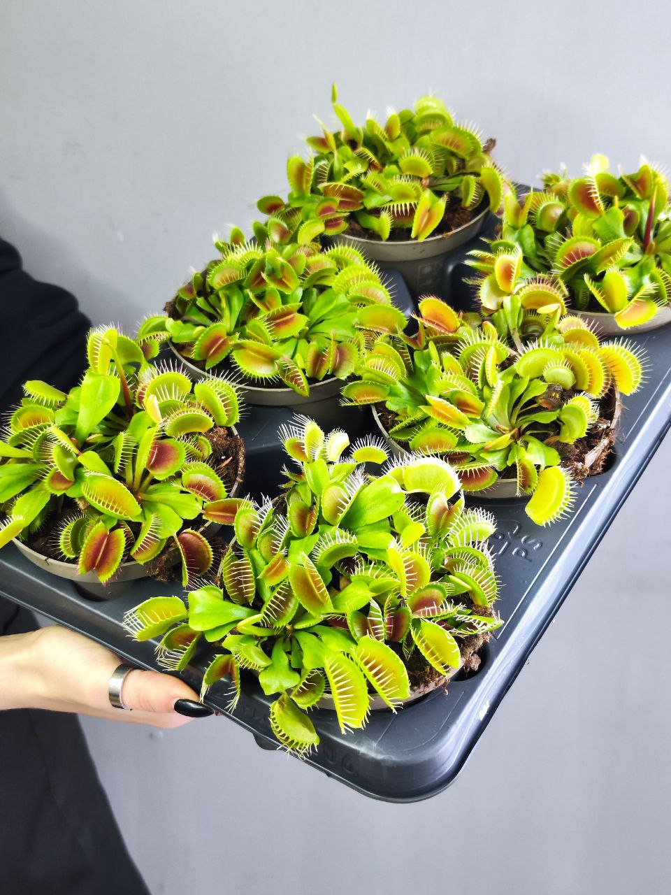 Венерина Мухоловка "Змей Горыныч" (Dionaea Muscipula) D12см