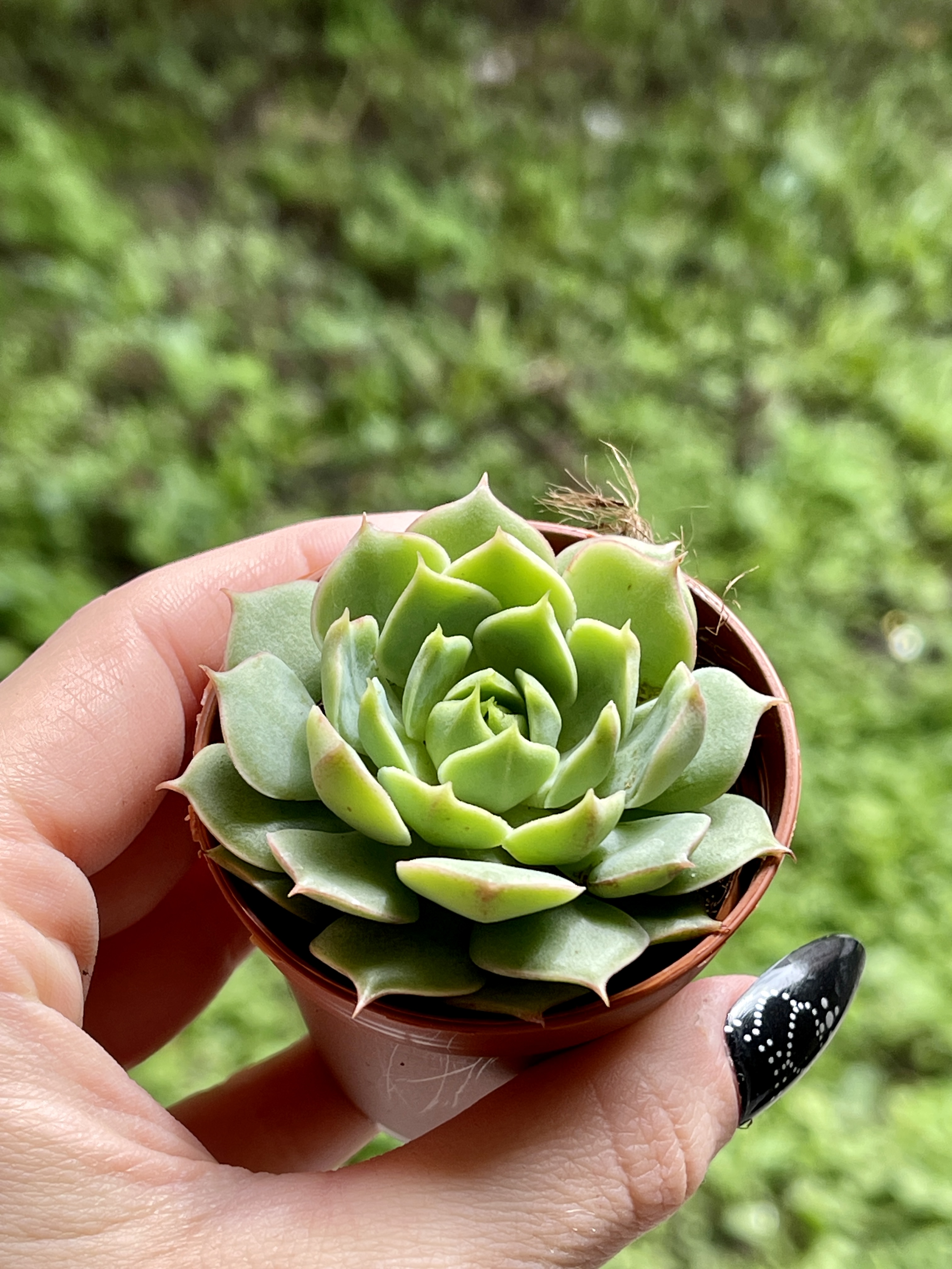 Эхеверия Рамилетте (Echeveria Ramilette) D5см