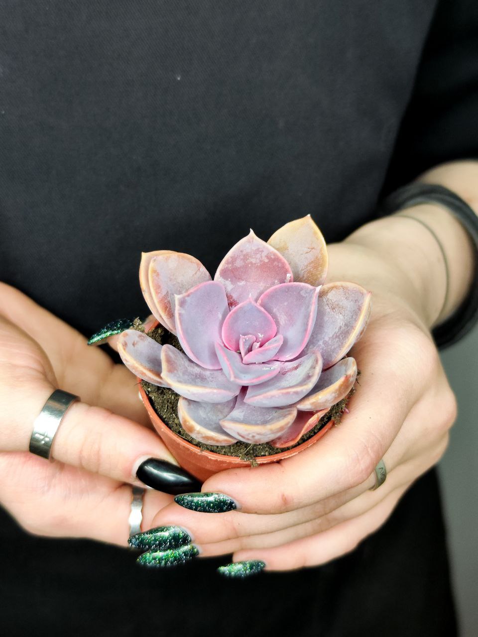 Эхеверия Жемчужина Нюрнберга (Echeveria Perle von Nurnberg) D5см