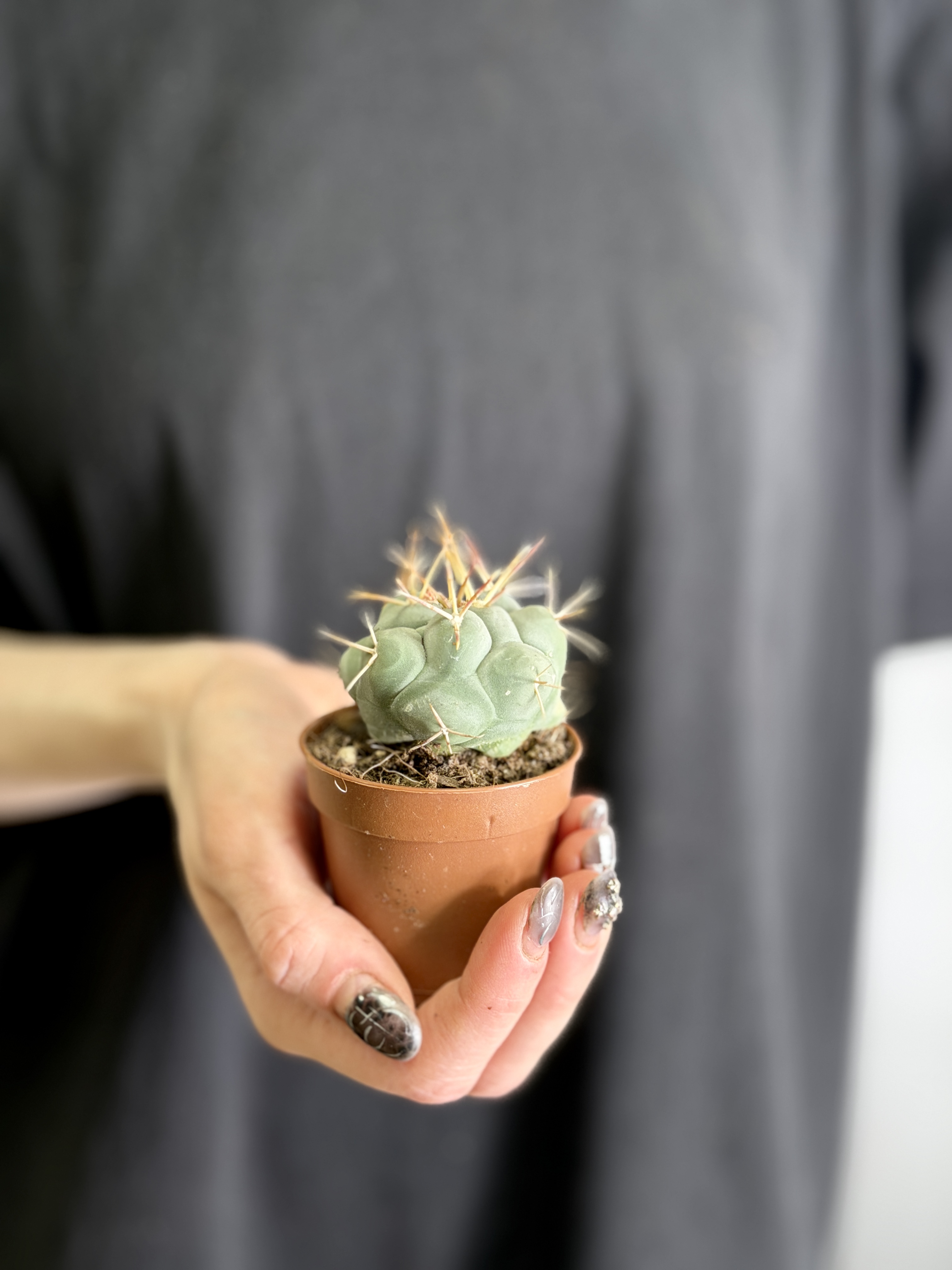 Телокактус Гексаэдрофорус (Thelocactus Hexaedrophorus) D5см