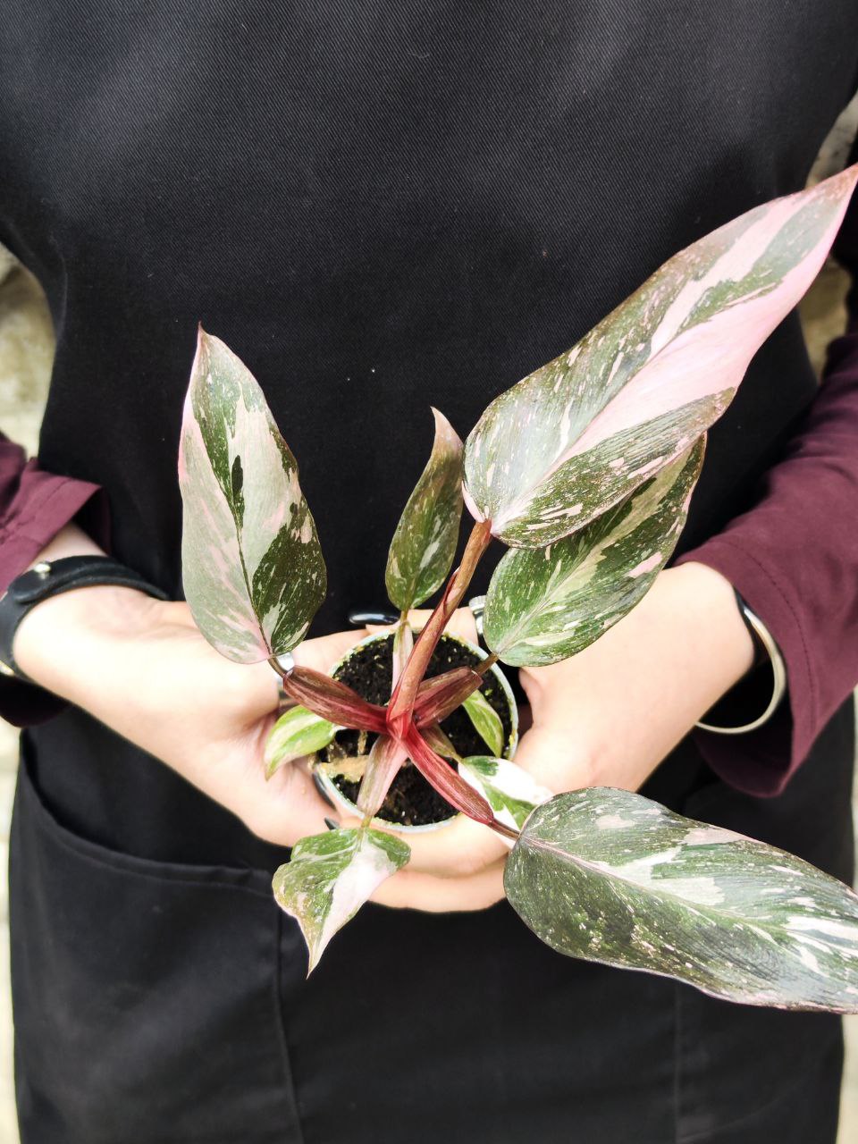 Филодендрон Пинк Принцесс Марбл (Philodendron Pink Princess Marble) D6см