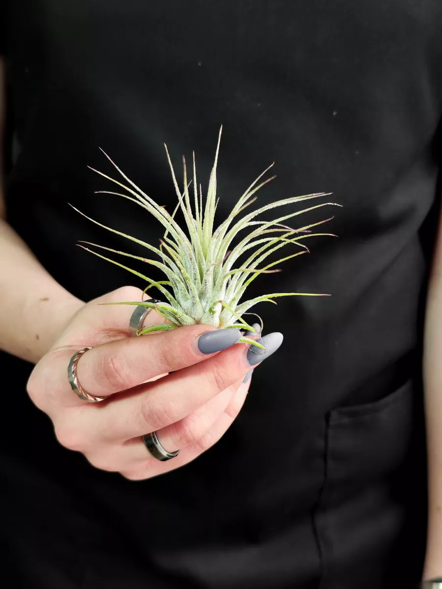 Тилландсия Ионанта Зеленая (Tillandsia Ionantha Green)