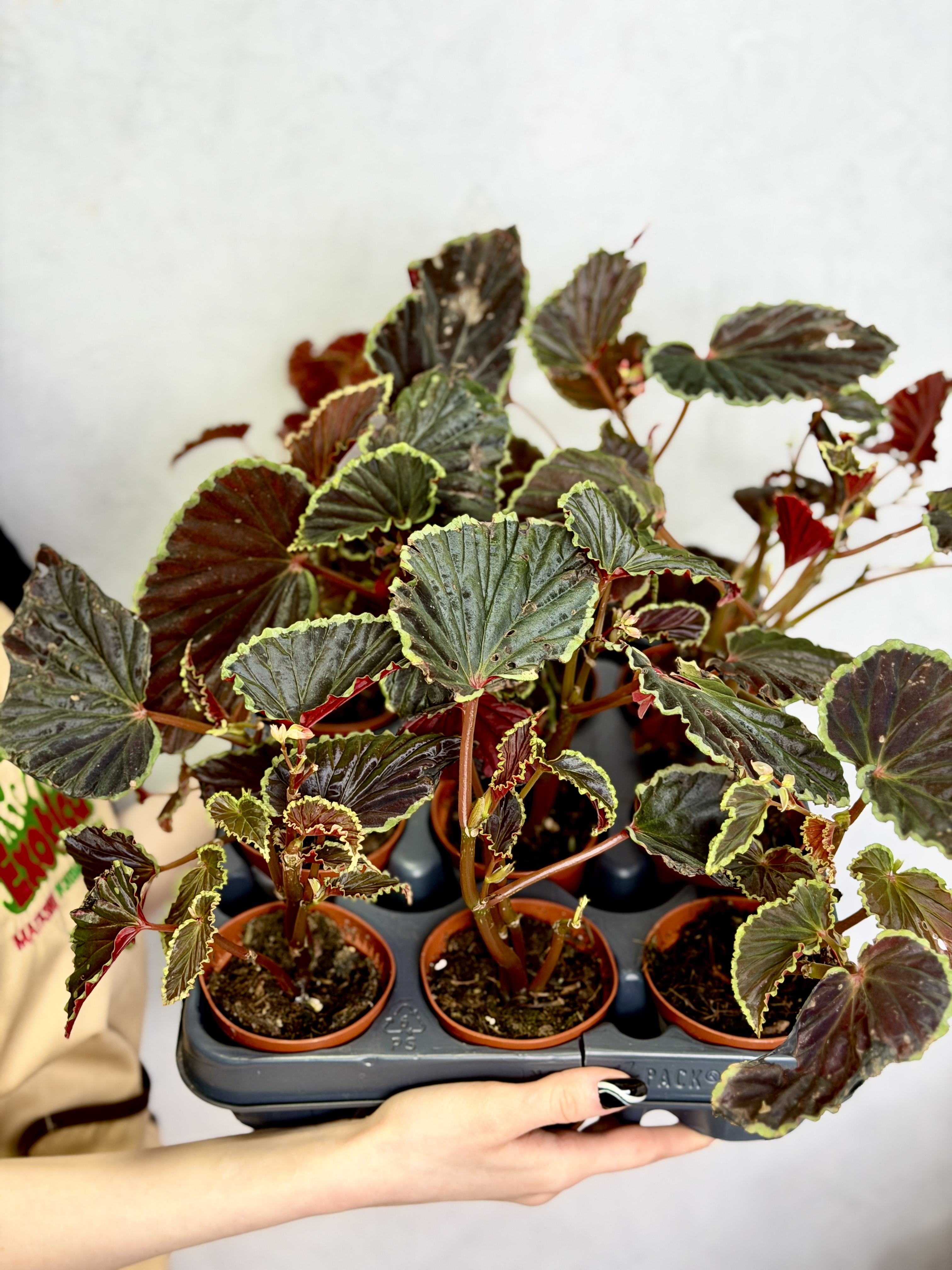 Бегония Дарт Вейдер (Begonia Darthvaderiana) D8см
