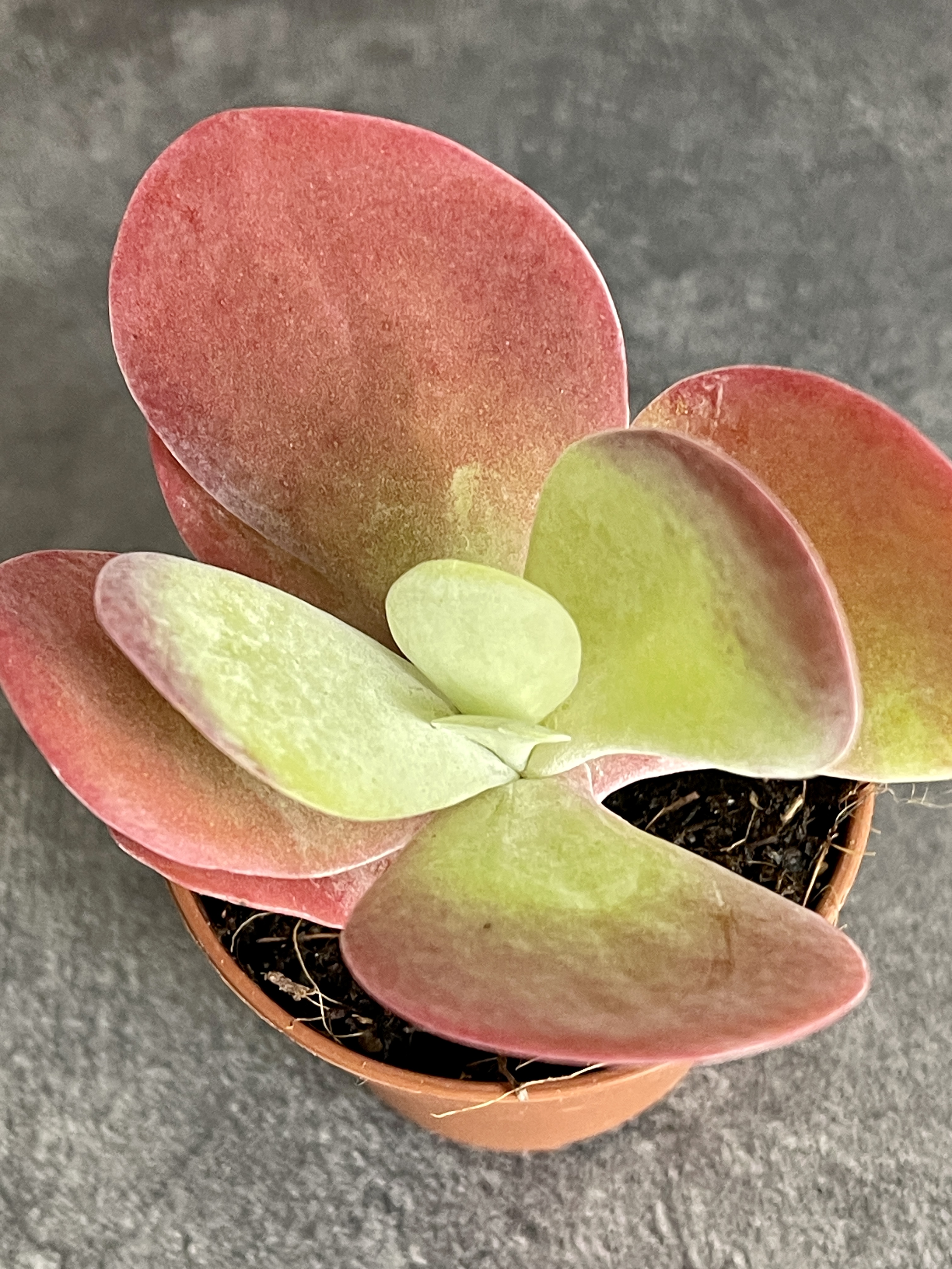 Каланхоэ Тирсифлора Ред Липс (Kalanchoe Thyrsiflora Red Lips) D5см