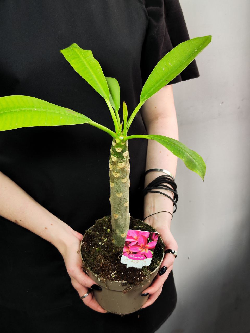 Плюмерия Гавайская (Plumeria Hawaiian) D14см