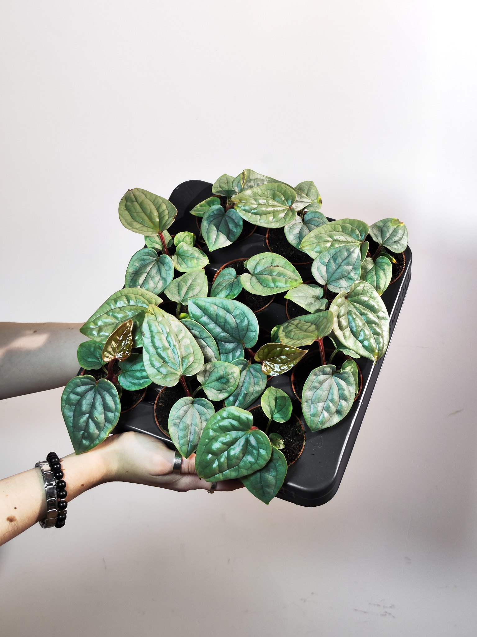 Антуриум Люксурианс (Anthurium Luxurians) D6см