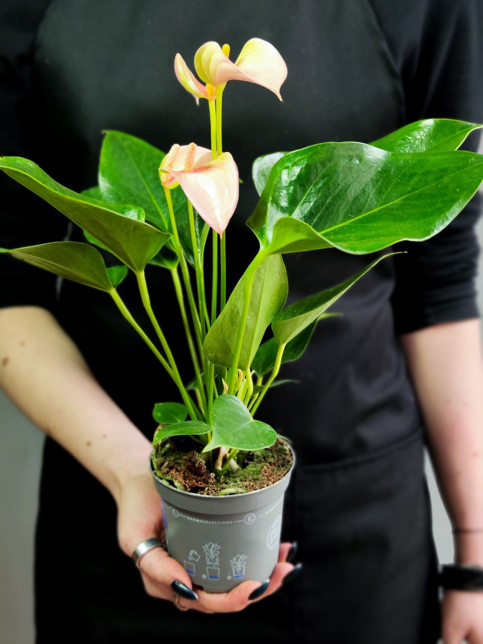Антуриум Андреанум Джоли Пич (Anthurium Andreanum Joli Peach) D9см
