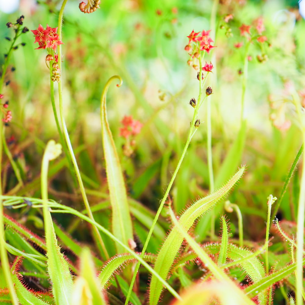 Росянка Адель (Drosera Adelae) D9см