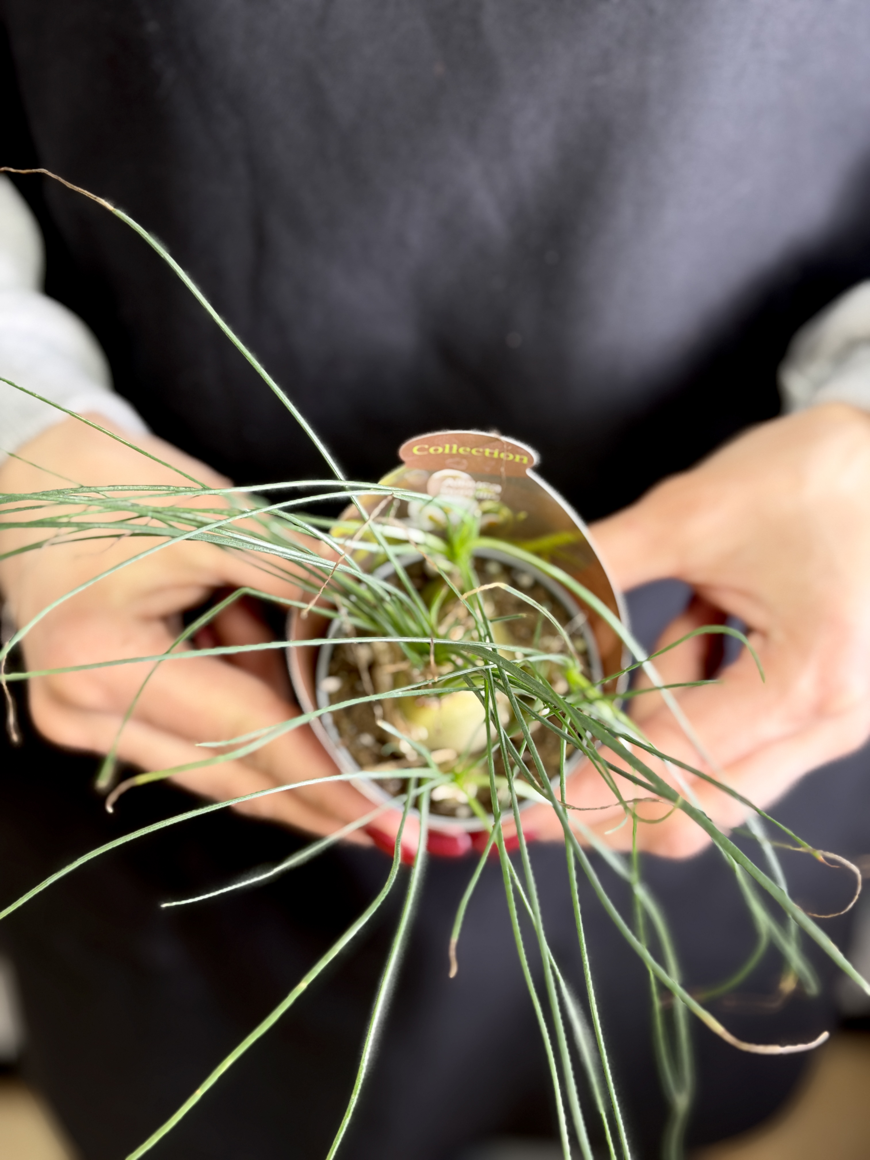 Альбука Хумилис (Albuca Humilis) D6,5см