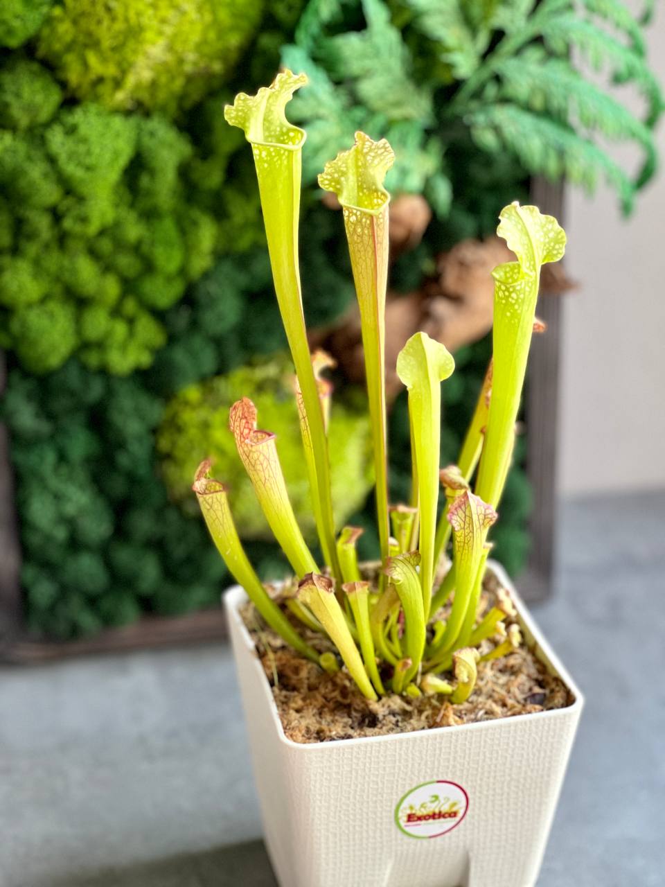 Саррацения Лейкофилла Компакта (Sarracenia Leucophylla Compacta) D15см