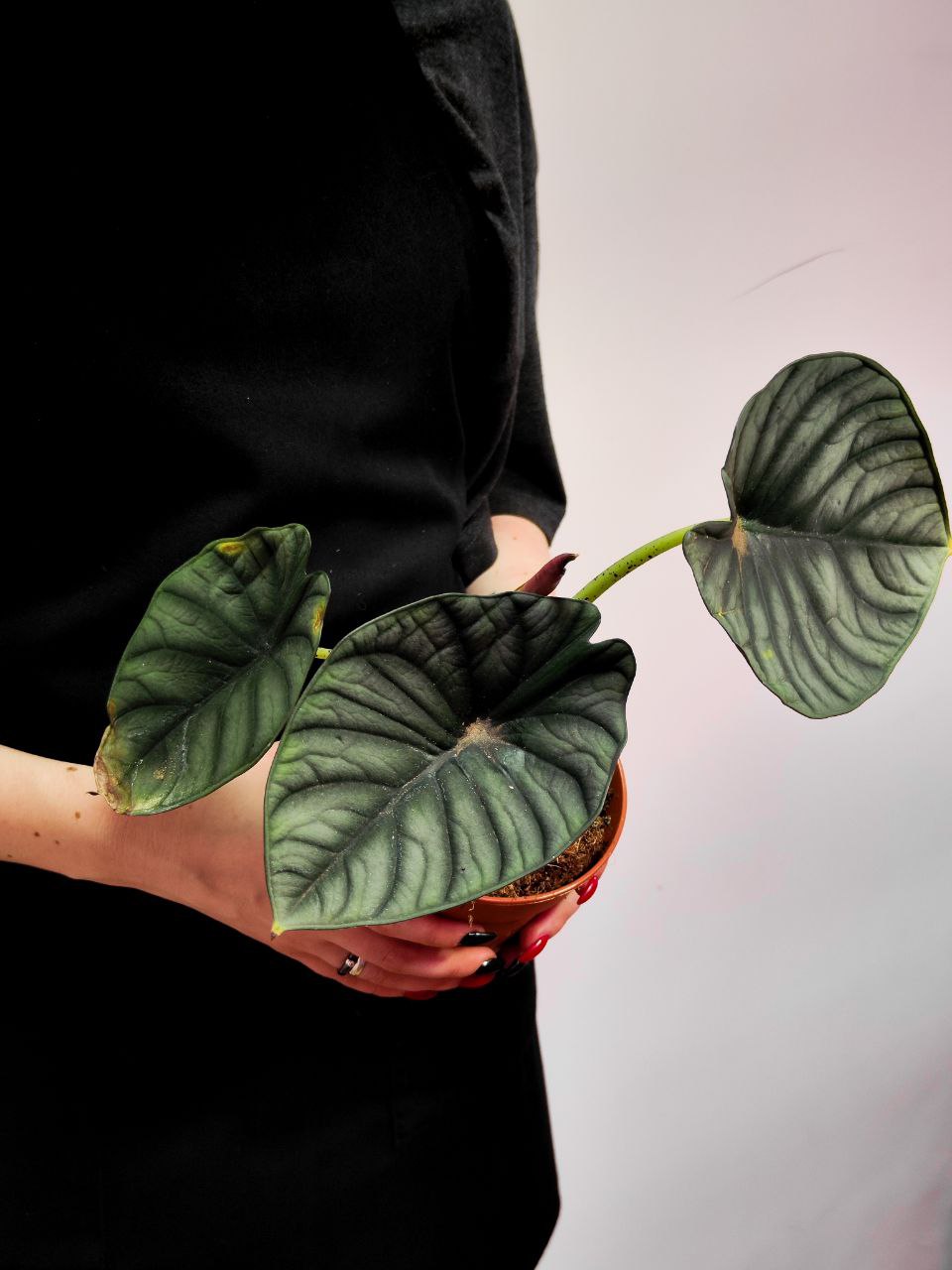Алоказия Сильвер Небула (Alocasia Silver Nebula) D12см