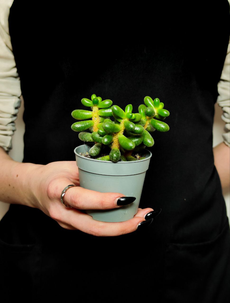 Седум Хернандеса (Sedum Hernandezii) D6,5см