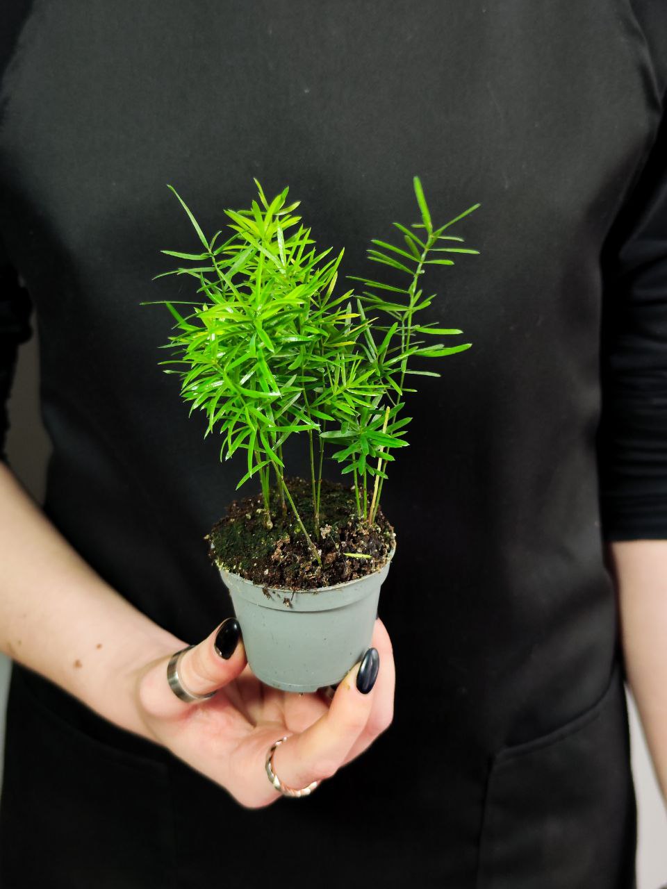 Аспарагус Шпренгера (Asparagus Sprengeri) D6см