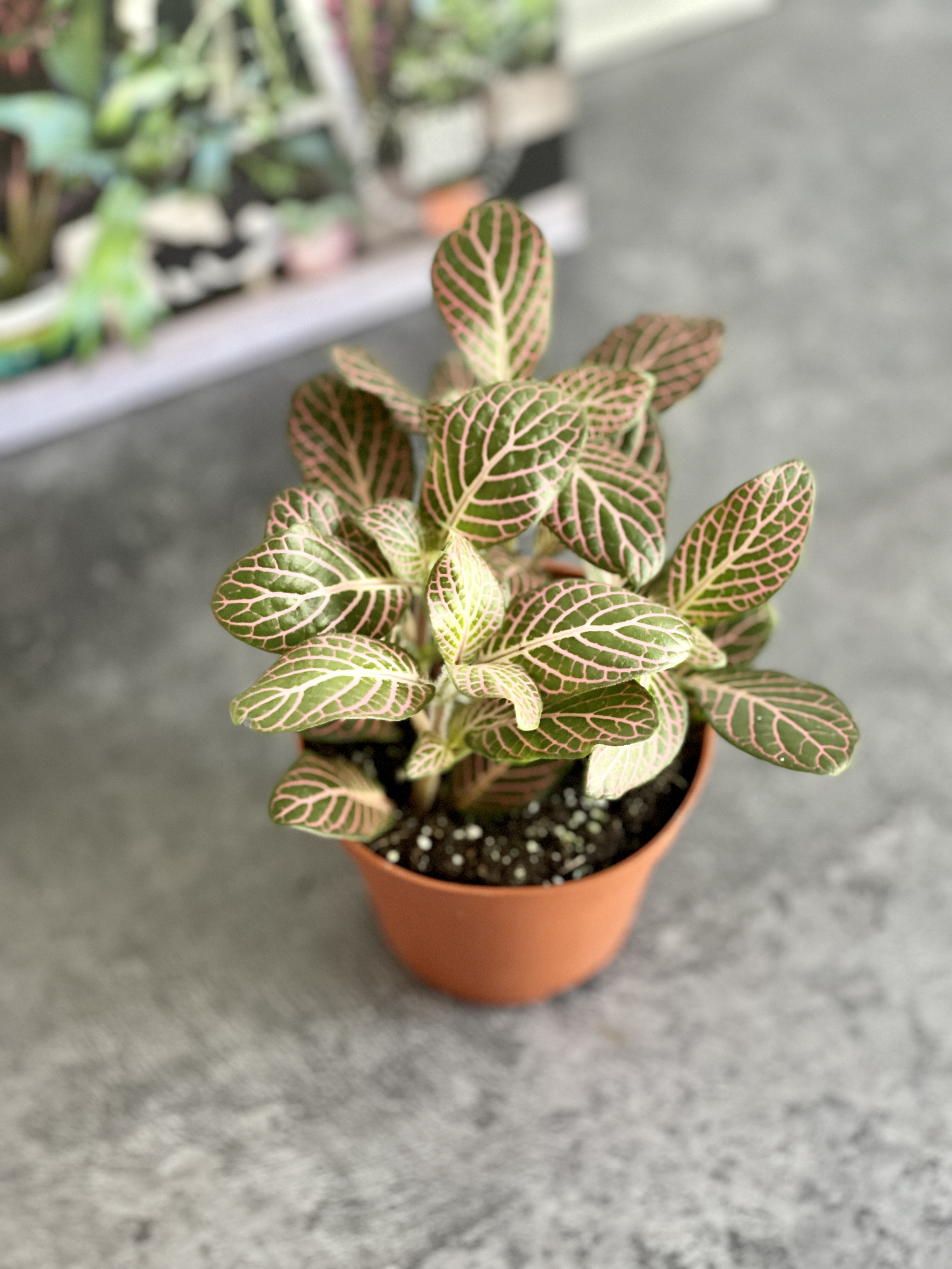 Фиттония Красный Ангел (Fittonia Red Angel) D8,5см