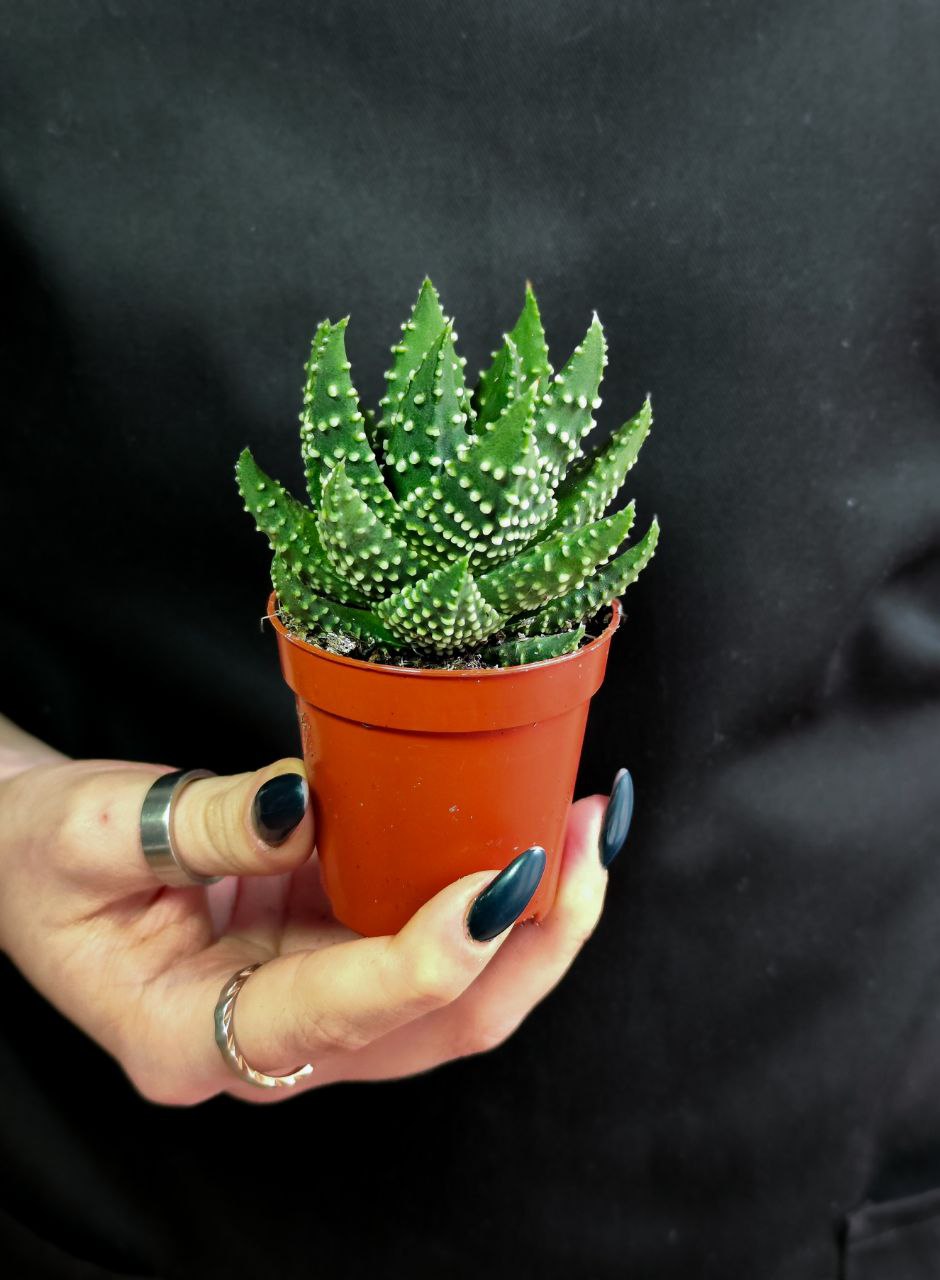 Хавортия Жемчужная (Haworthia Margaritifera) D5см