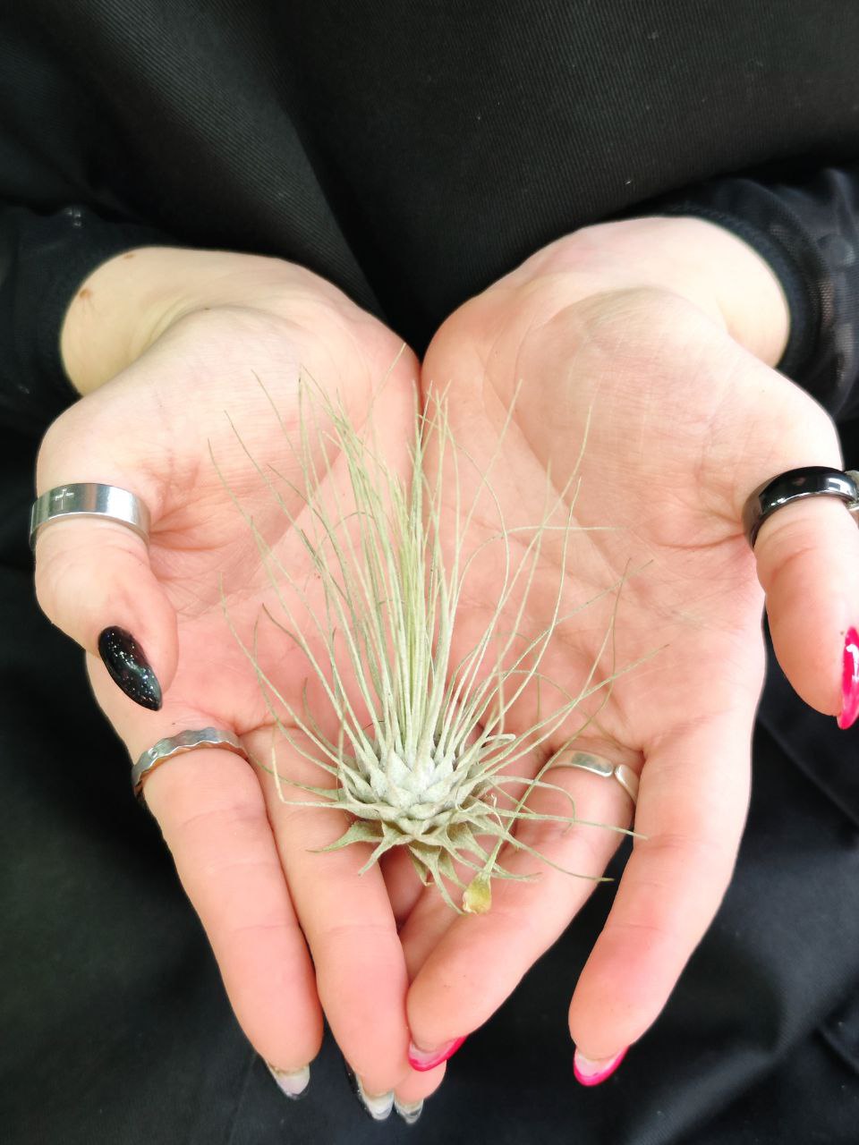 Тилландсия Серебристая (Tillandsia Argentea)
