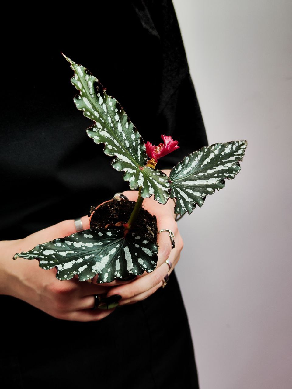 Бегония Софи Сесиль (Begonia Sophie Cecile) D6см