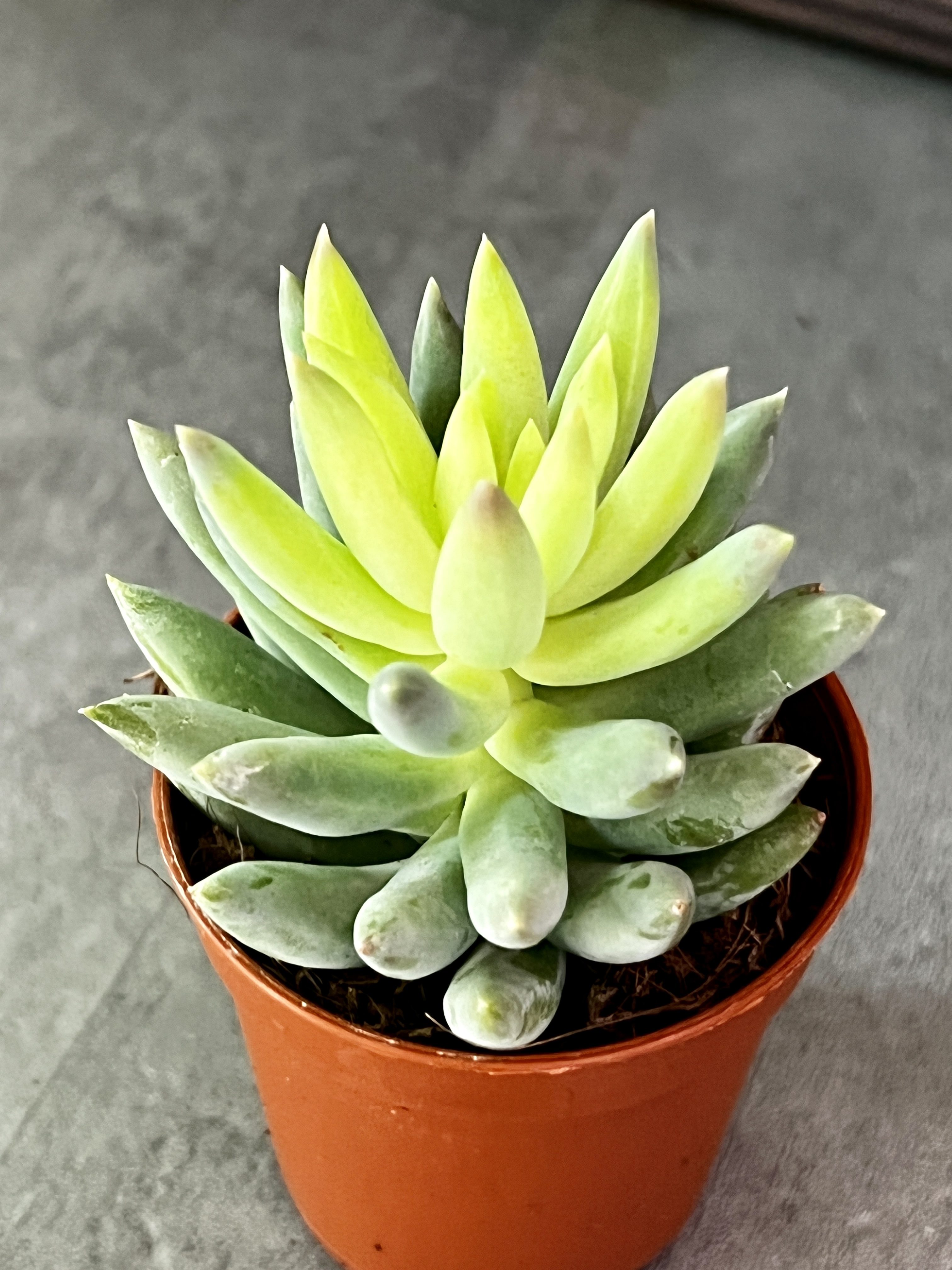 Седум Моргана Магнум (Sedum Morganianum) D5см