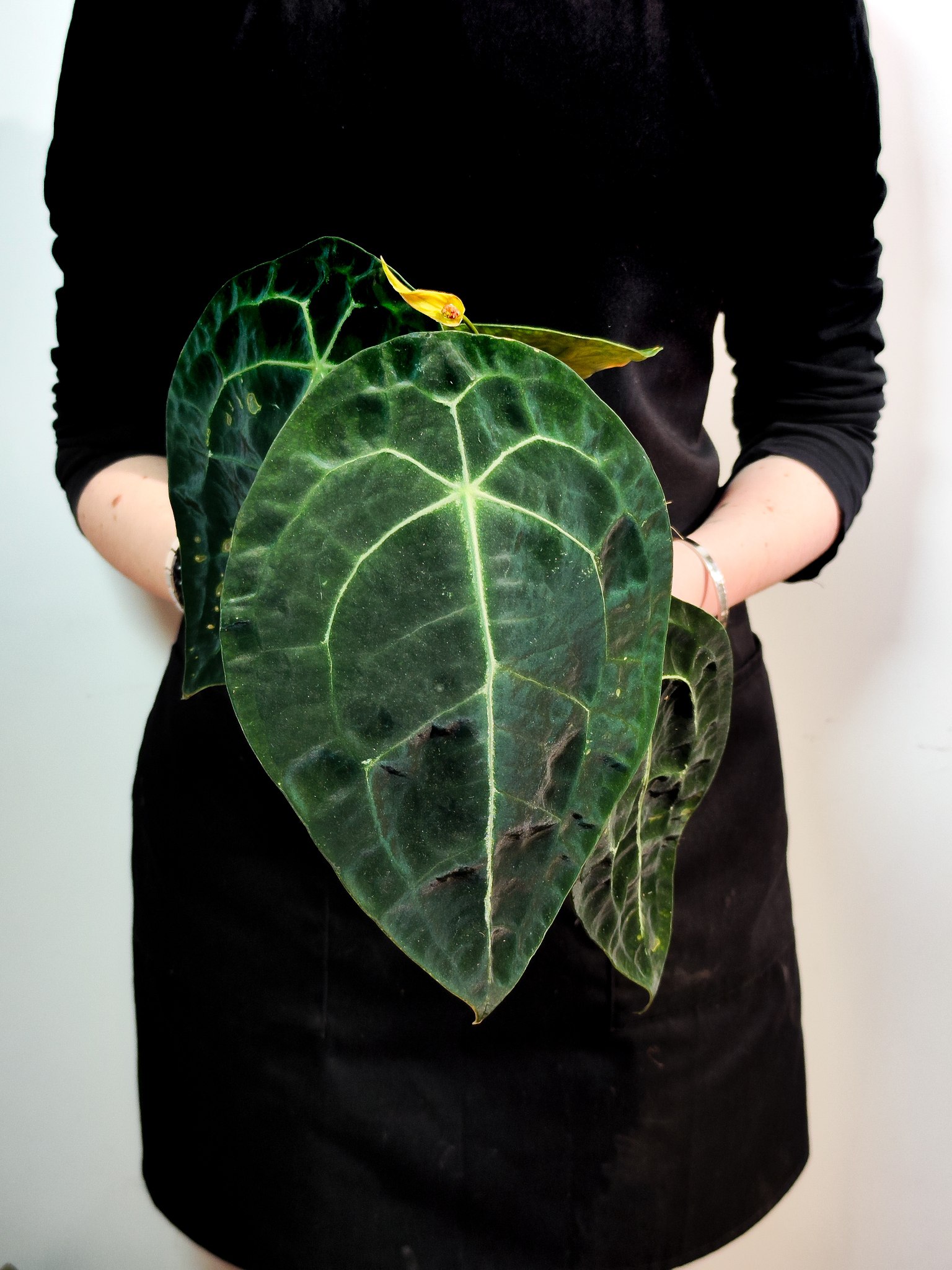 Антуриум Форгети Нигроламинум (Anthurium Forgetii x Nigrolaminum) D12см