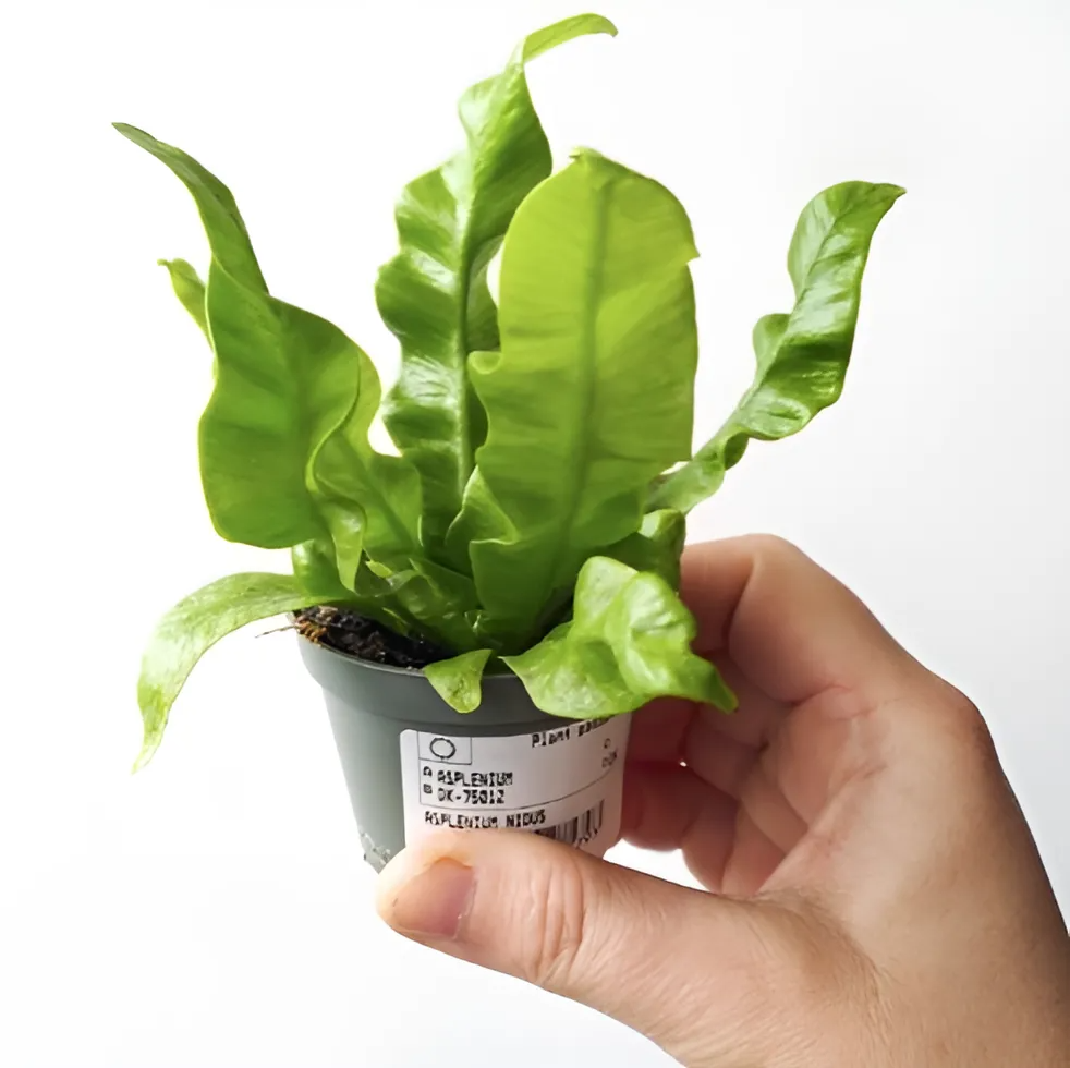 Папоротник Асплениум Нидус (Asplenium Nidus) D6см