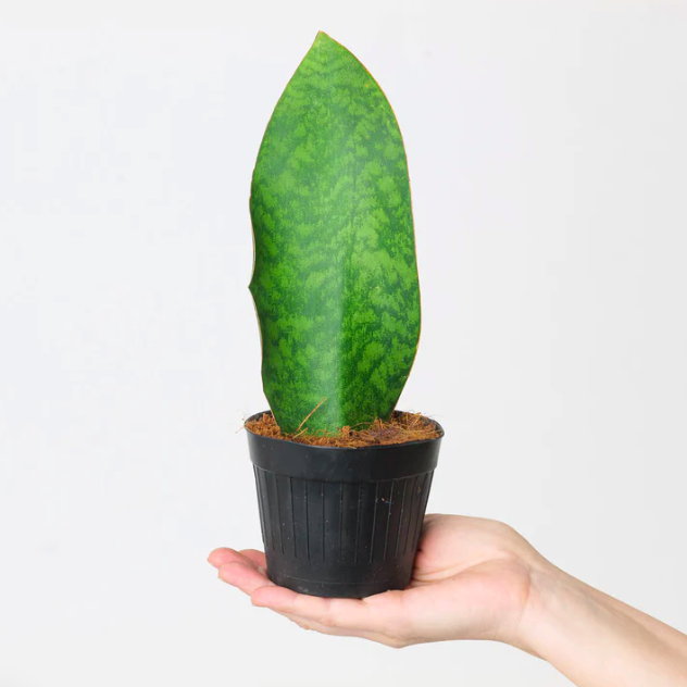 Сансевиерия Масониана Виктория (Sansevieria Masoniana Whale Fin) D10см