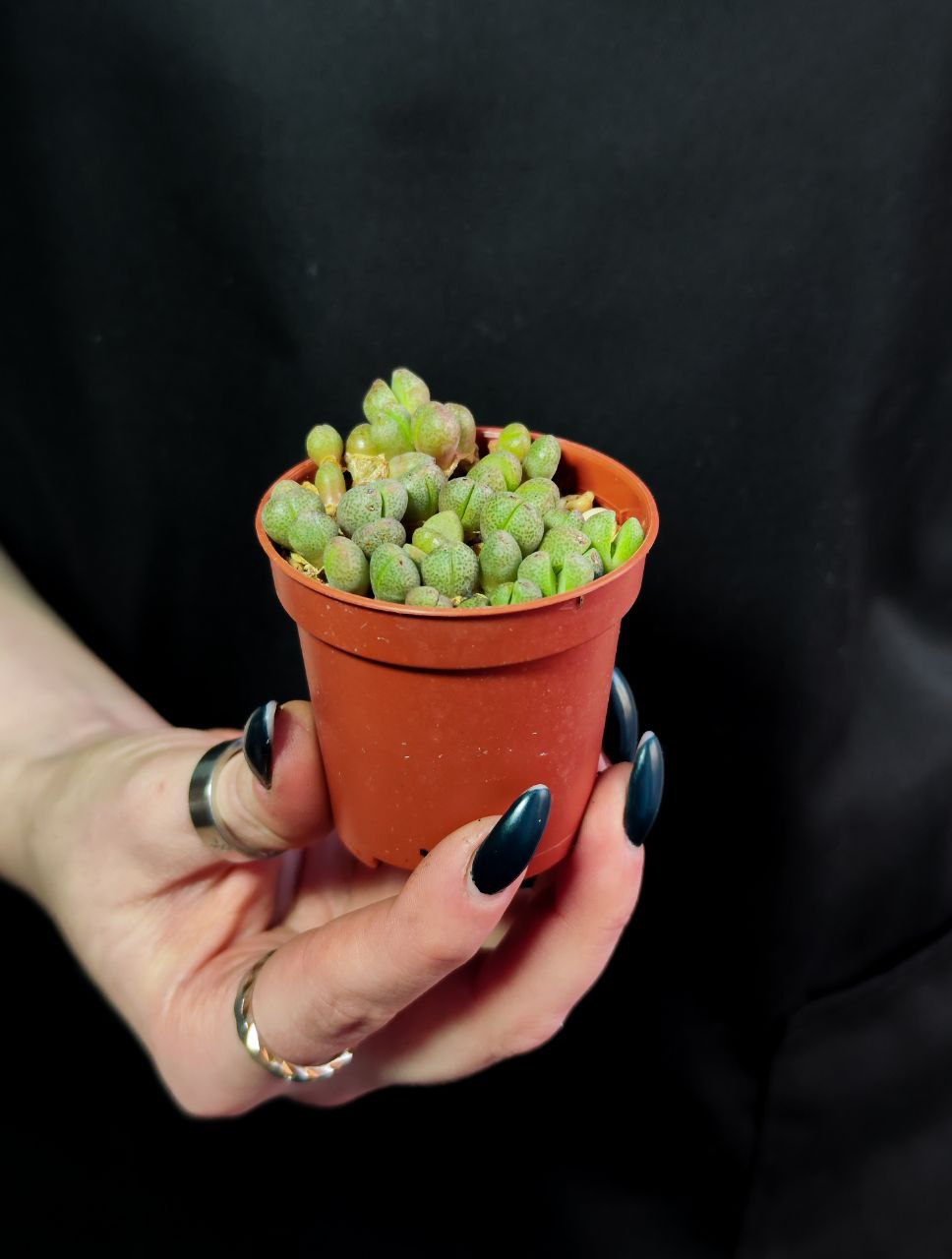 Плейоспилос Нелли Мини (Pleiospilos Nelii Mini) D5см
