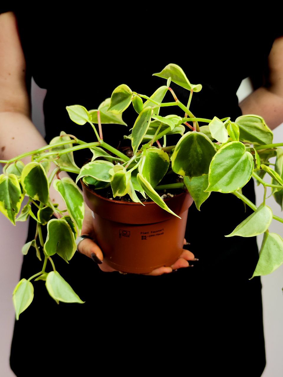 Пеперомия Сканденс Вариегата (Peperomia Scandens Variegata) D12см