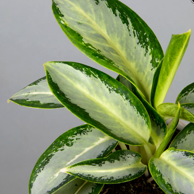 Аглаонема Сильвер Блю (Aglaonema Silver Blue) D12см