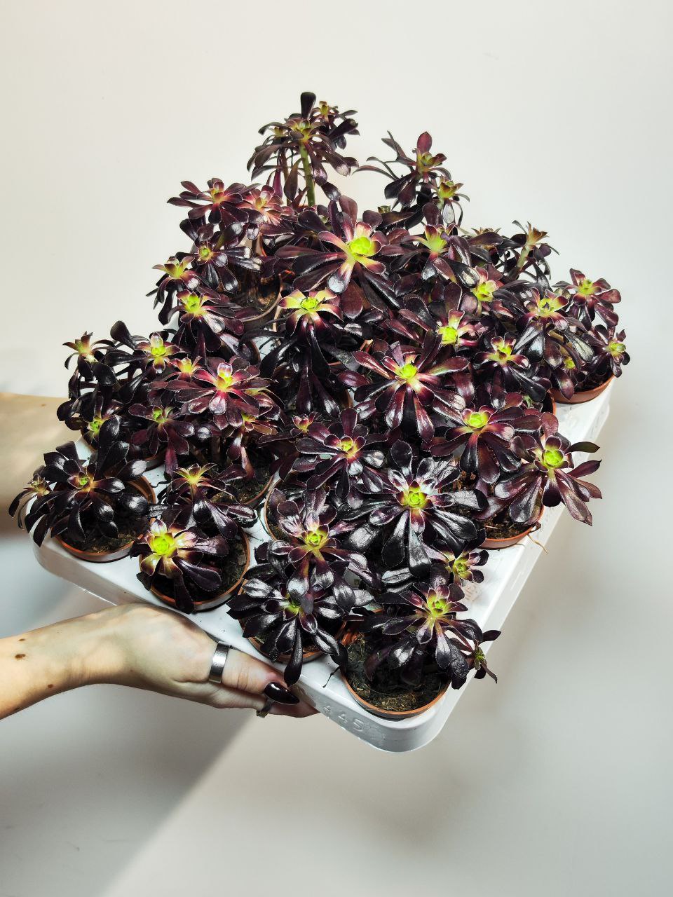 Эониум Шварцкопфа Груп (Aeonium Schwarzkopf Group) D5см