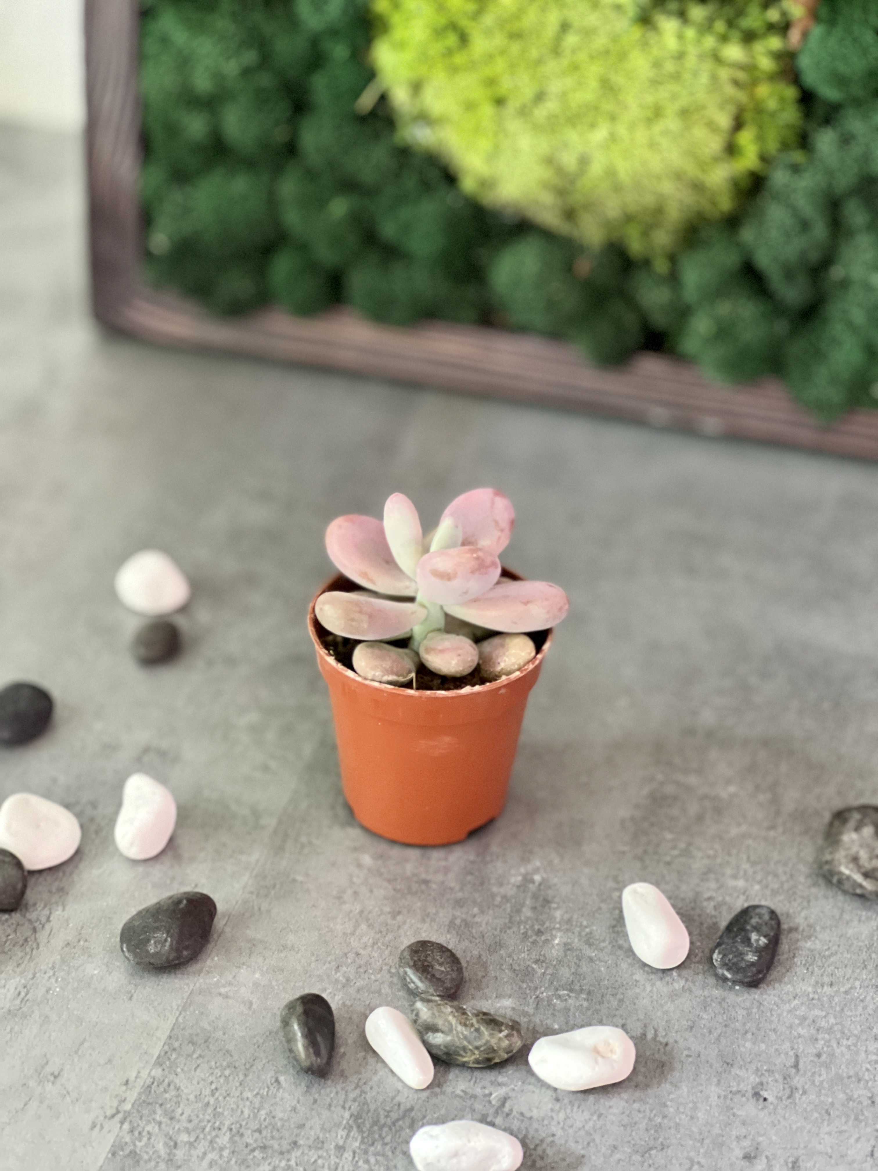 Пахифитум Момобиджин (Pachyphytum Momobijn) D5см