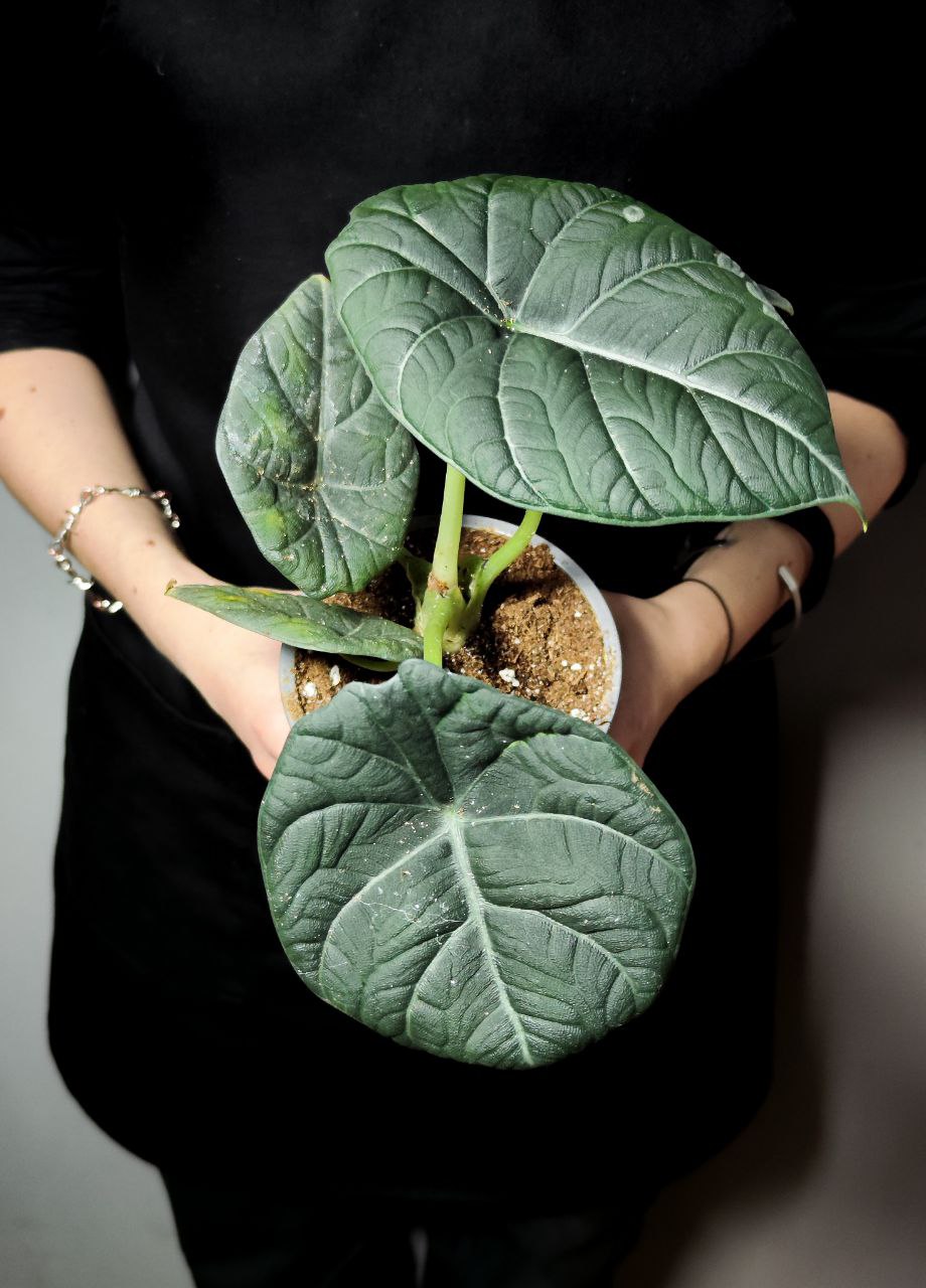 Алоказия Махарани, или Алоказия Грей Драгон (Alocasia Maharani Grey Dragon) D12см
