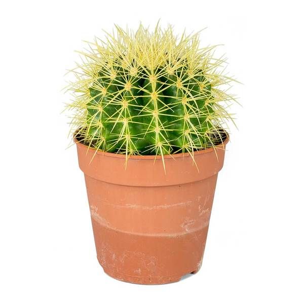 Эхинокактус Грузони (Echinocactus Grusonii) D5см