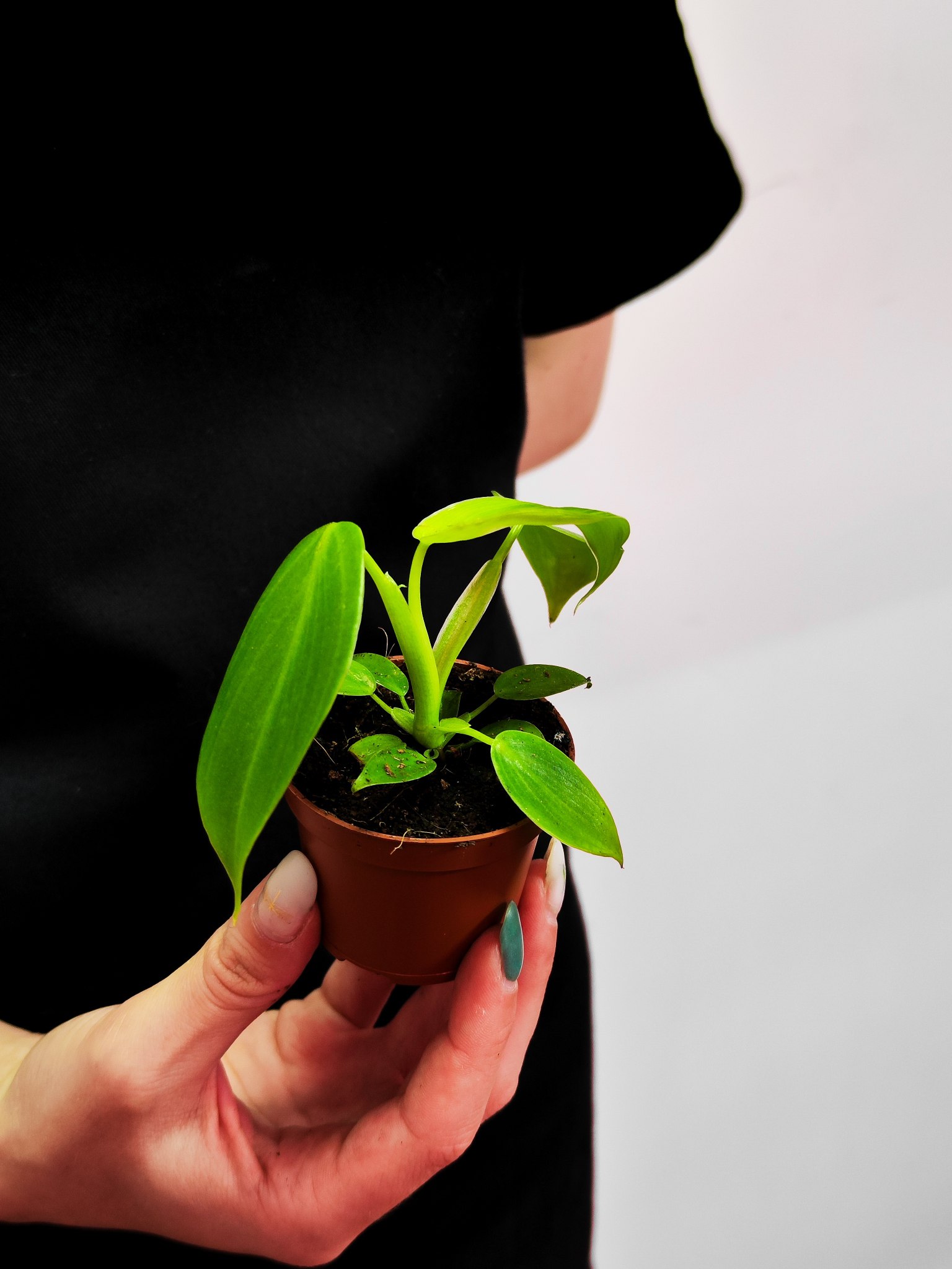Филодендрон Питтьери (Philodendron Pittieri) D6см