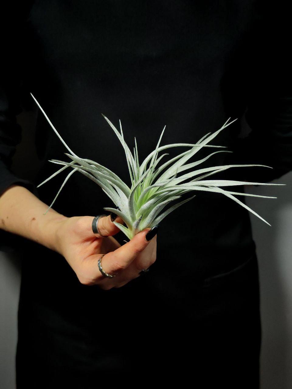 Тилландсия  Сильвер (Tillandsia Silver)