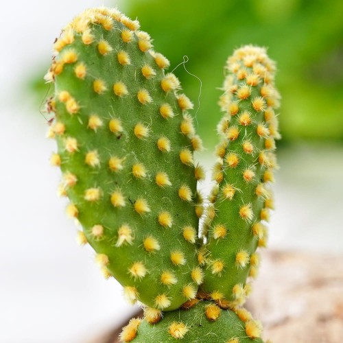 Опунция Микродазис Йеллоу (Opuntia Microdasys Yellow) D5см