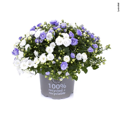 Кампанула Бали махровая двухцветная (Campanula Bali Multi) D12см