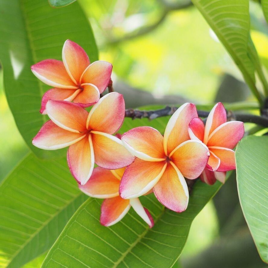 Плюмерия Гавайская (Plumeria Hawaiian) D14см