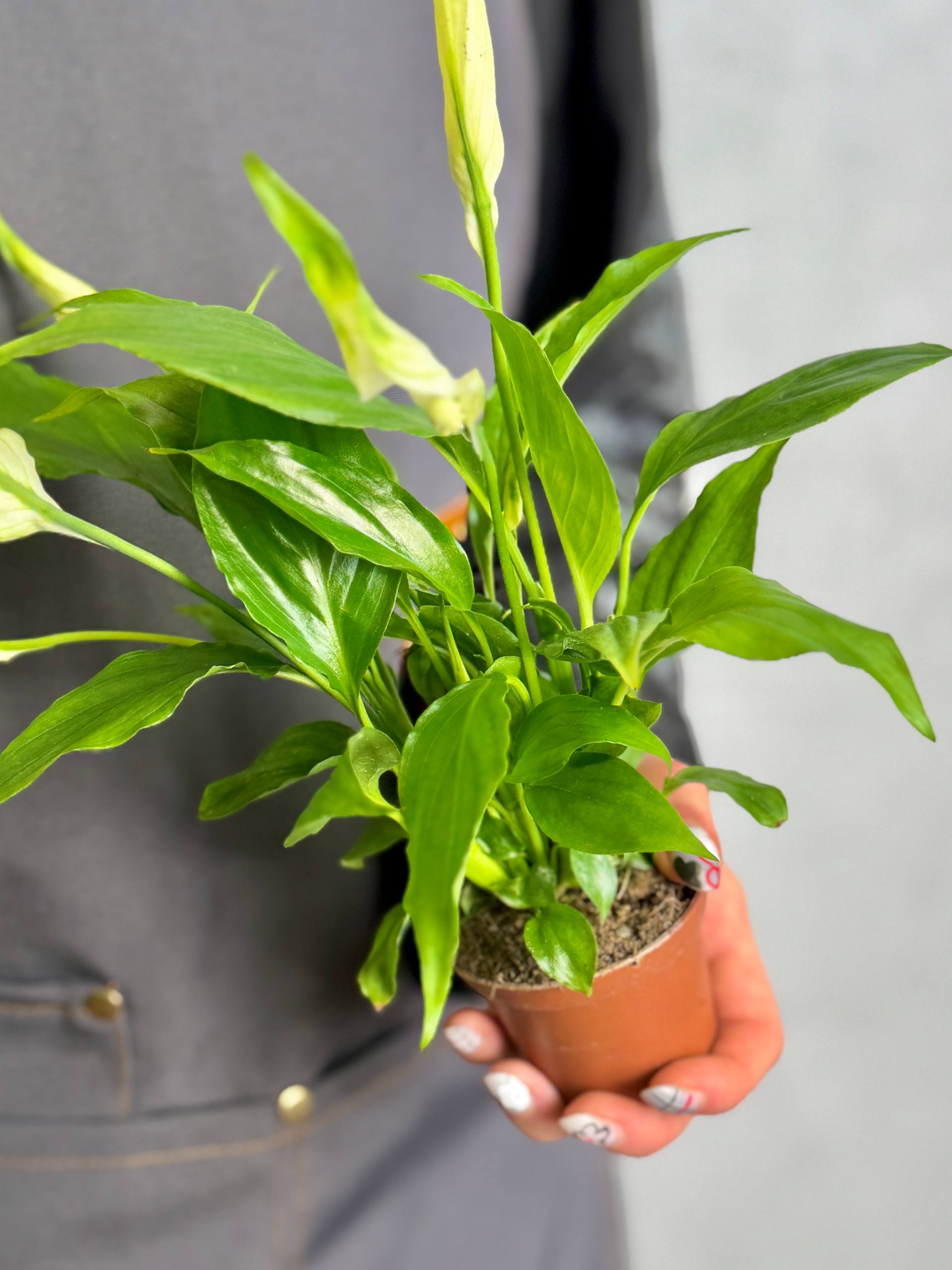 Спатифиллум Шопен (Spathiphyllum Chopin) D6см