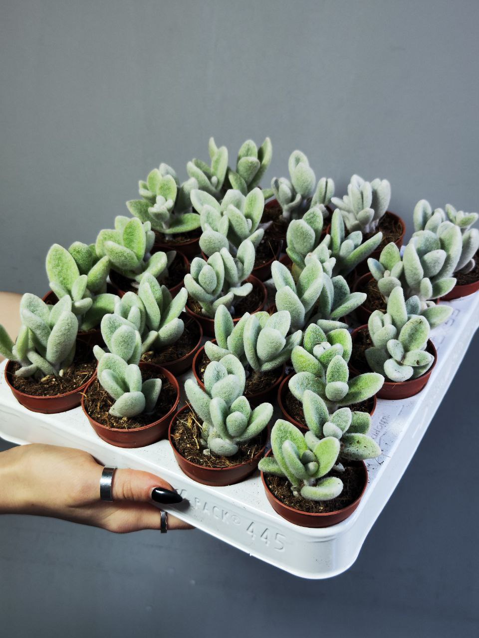 Каланхоэ Эриофилла (Kalanchoe Eriophylla) D5см
