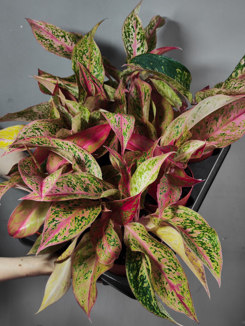 Аглаонема Престиж (Aglaonema Prestige) D12см