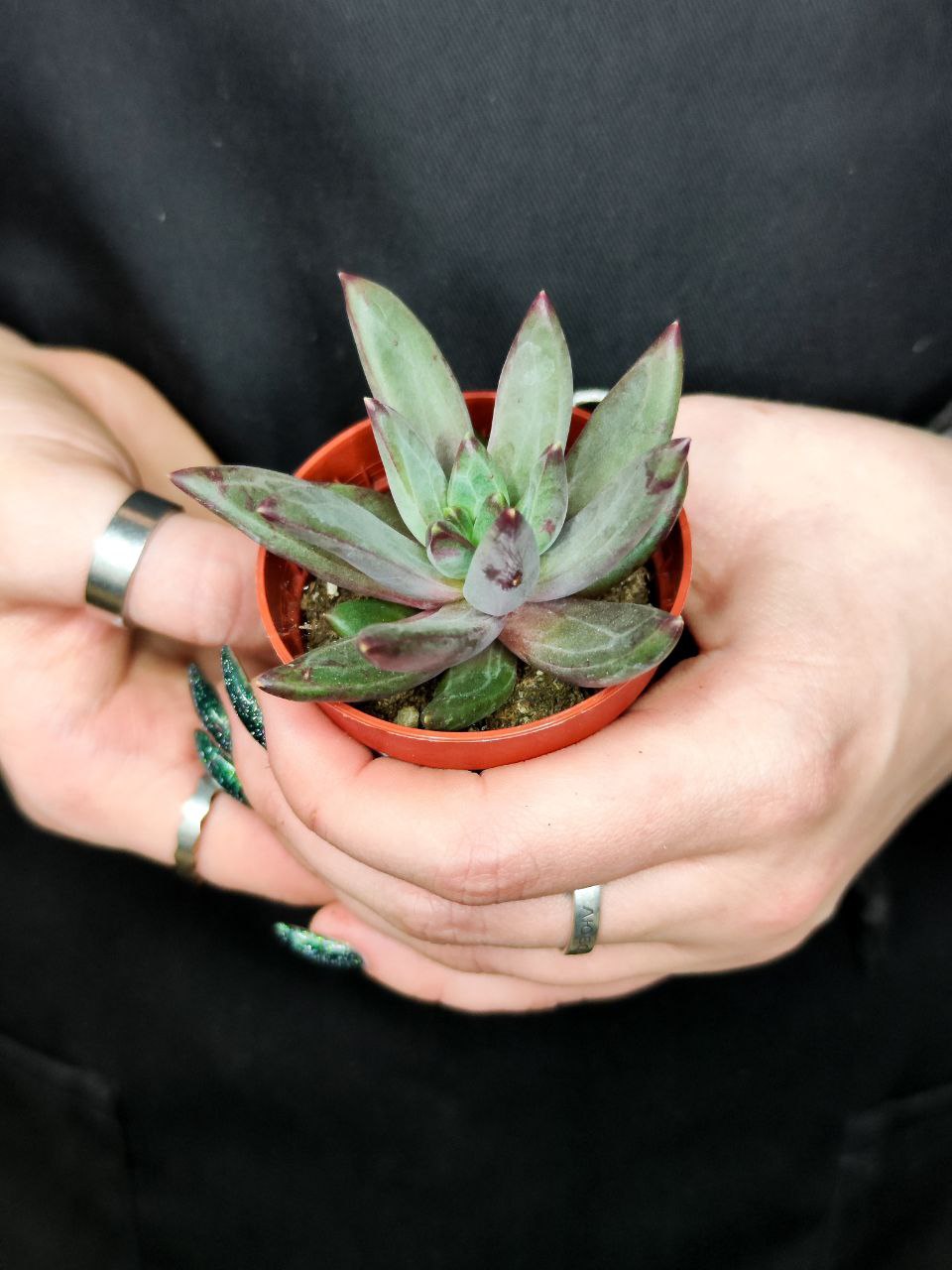 Эхеверия Элегантная (Echeveria Elegant) D5см